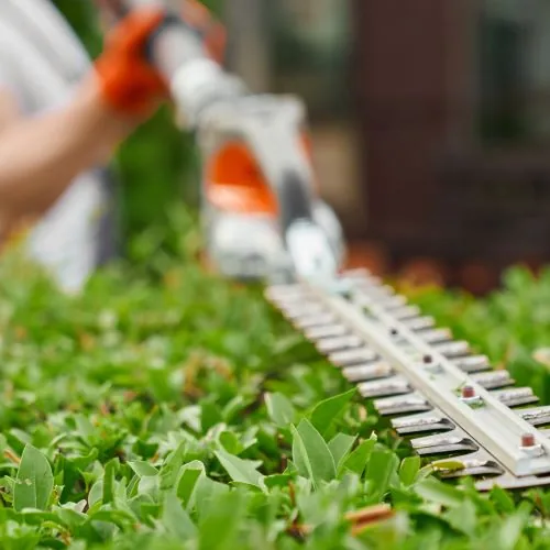 Hedge trimming service